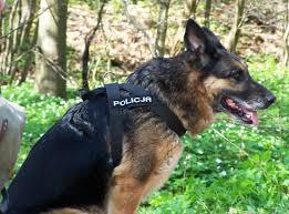 Każdy Młody Zbuntowany