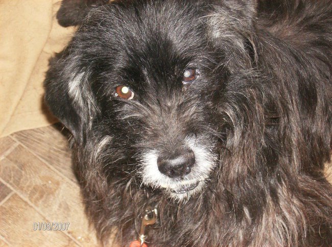 Nerulek Kosmaczek i Brązowy Szczeniaczek