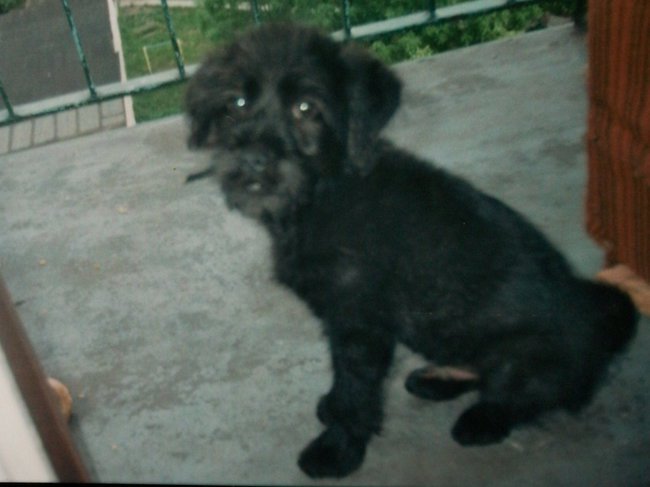 Nerulek Kosmaczek i Brązowy Szczeniaczek