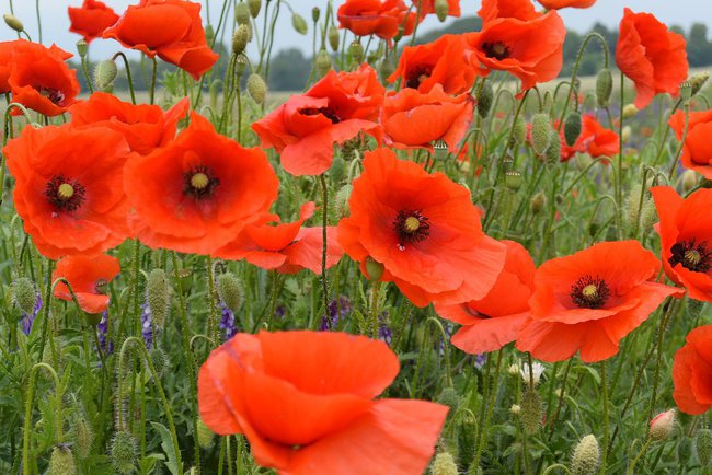 Najlepszego Siostrunia!