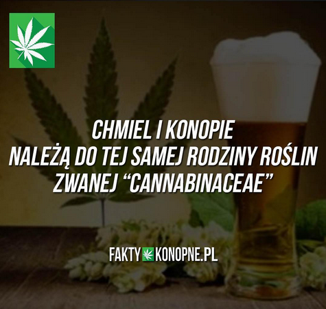 Marihuana nie jest zła