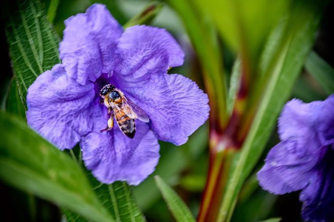 Pamiątka z nad morza