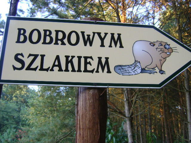 ŚLADAMI BOBRÓW-PUSZCZA RZEPIŃSKA