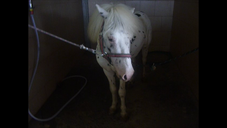 jejj nw co wpisać po prostu konie hih