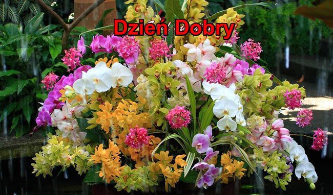 DLA TERENI OD IRENY...