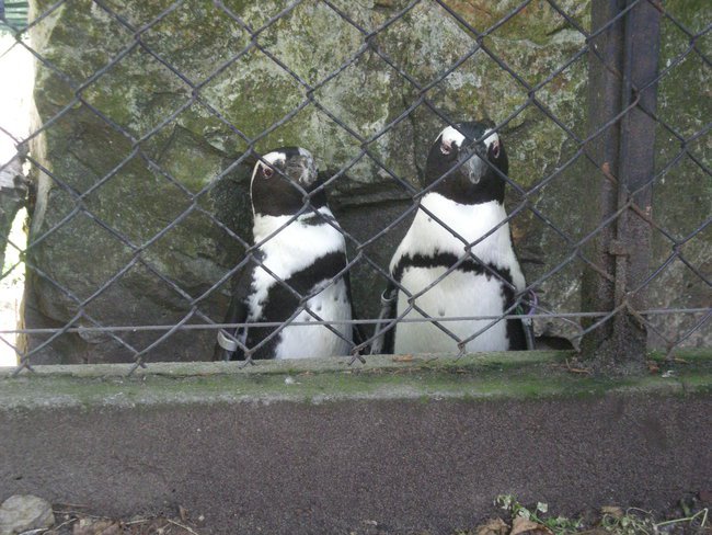 Ogród koncentracyjny