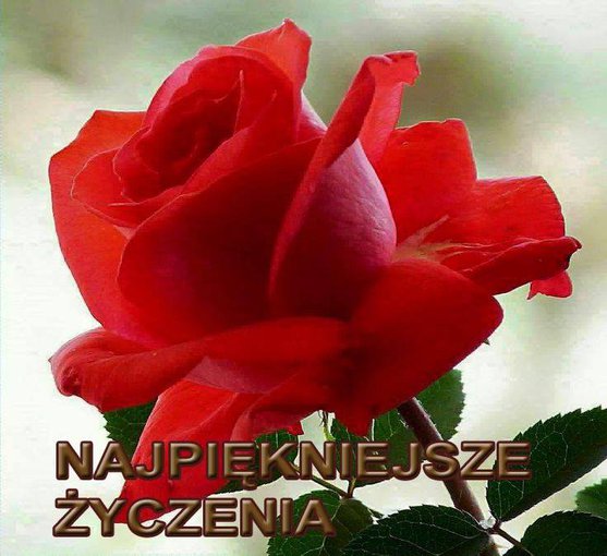 WSZYSTKIEGO NAJLEPSZEGO