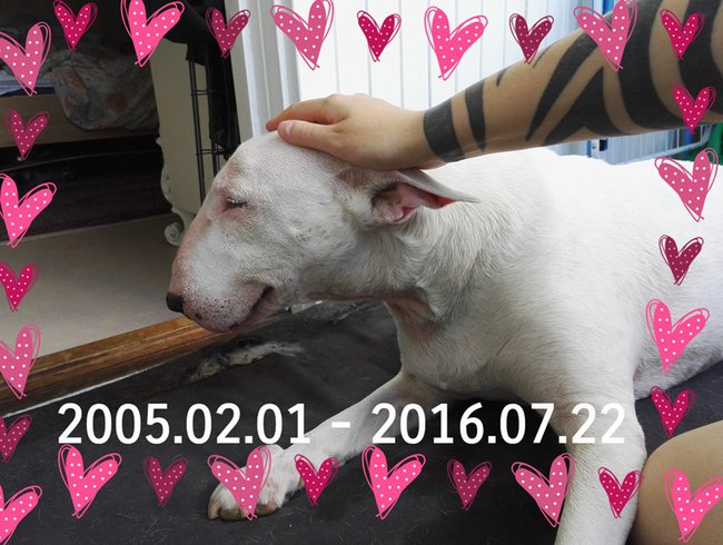 Vincent 2005-02-01/2016-07-22