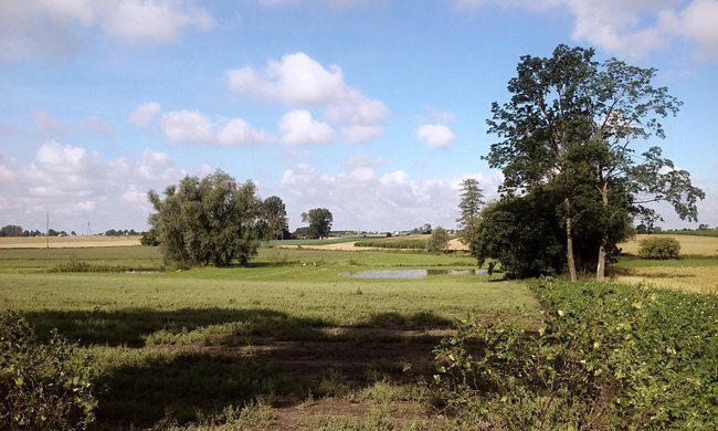 Borowiki w laskach Paprosa