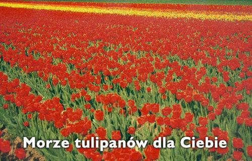 IMIENINOWO DLA MOJEJ CHRZESTNEJ MAMY!