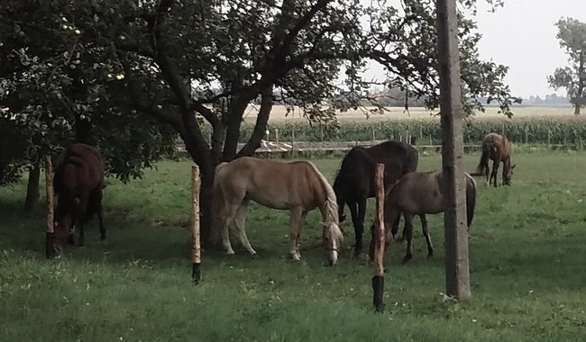 Skotniki gmina Kruszwica