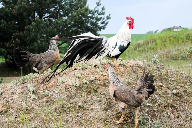 Żywe Pomniki Przyrody