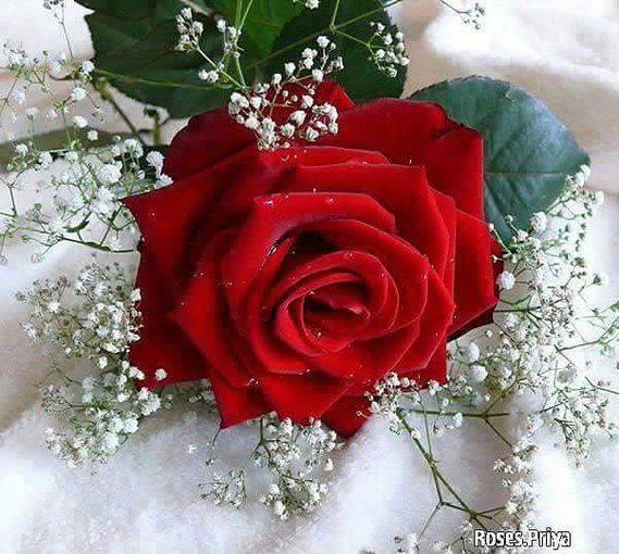 Kochanie sto lat  w dniu urodzin