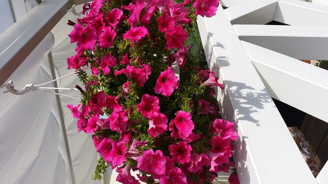 Kochanej Siostrzyczce