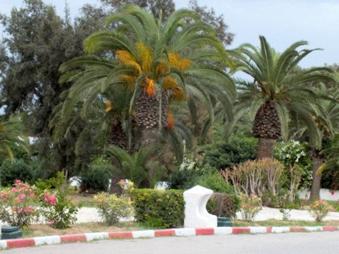 Tunezja w listopadzie