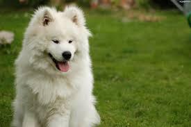 samojed