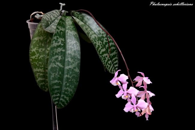 Phal. schilleriana