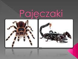 Pajęczaki