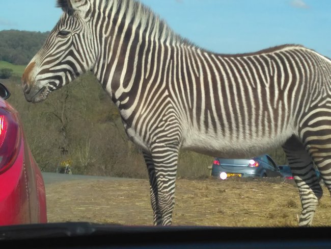 Safari Park West Midland