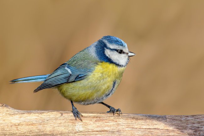 Fotografie zwierząt