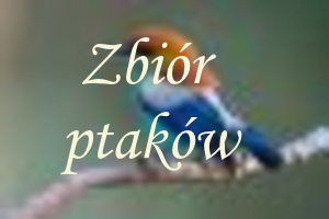 Ptaszki