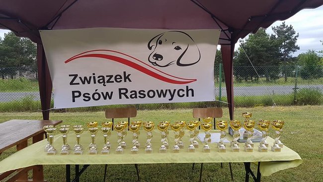 I Międzynarodowa Wystawa Psów Rasowych