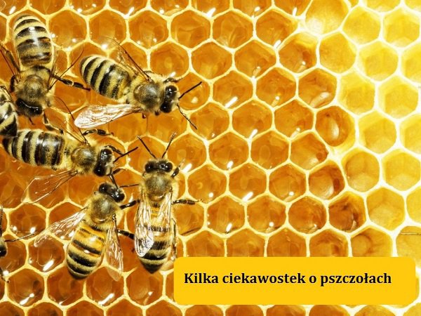 Ciekawostki o pszczołach