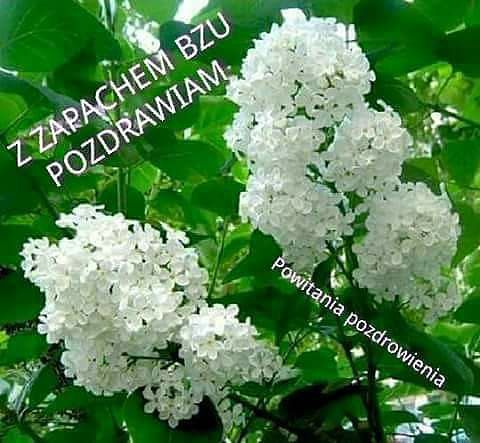 LATO  W  MOIM OGRODZIE