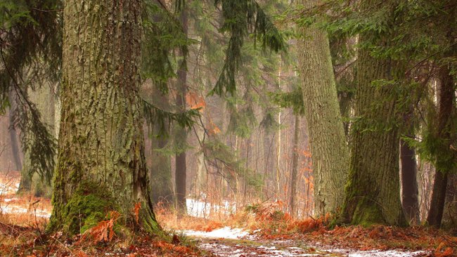 Białowieski Park Narodowy