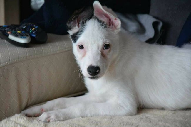 Kajtek ma już sowją mamę