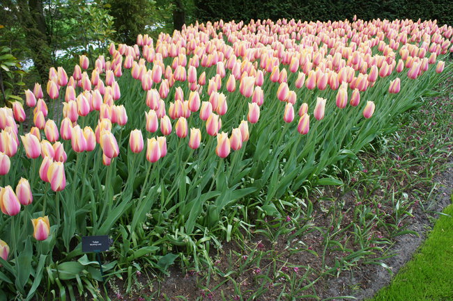 Ogrody w Keukenhof