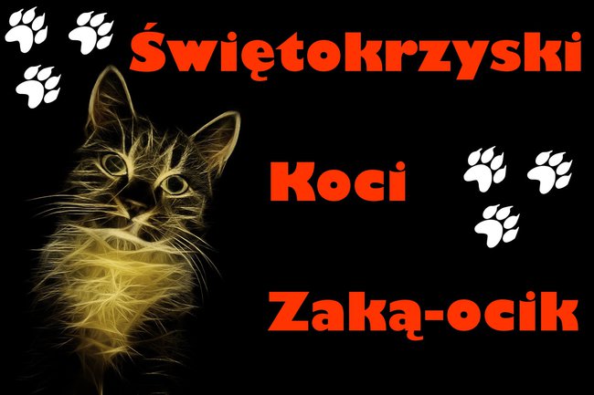 Świętokrzyski Koci Zaką-ocik