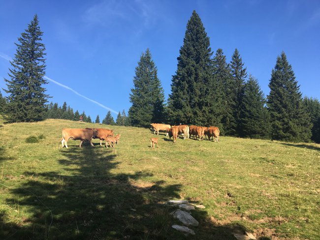 Sprowadzanie krów z Alp + bonus