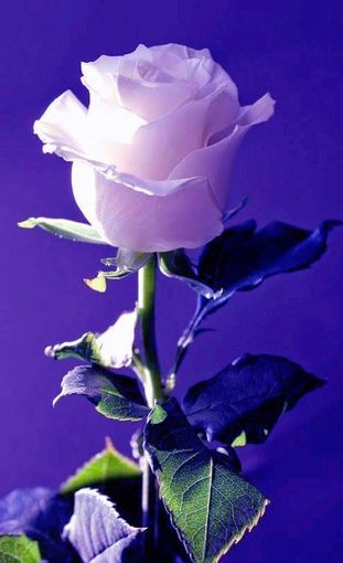 III  Dziś jest Dzień Kobiet, więc rządź jak królowa,