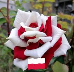 30.11.2025 - Dla Andrzeja.