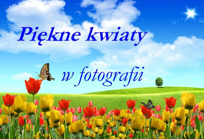 PIĘKNE KWIATY W FOTOGRAFII