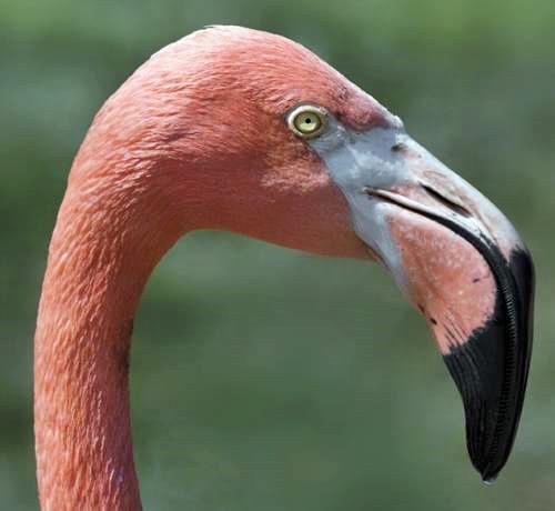 FLAMINGI