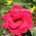 Życzenia urodzinowe