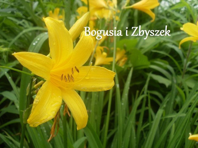 Bogusia i Zbyszek