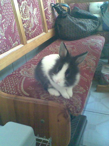 Mój Króliczek Adaś :)