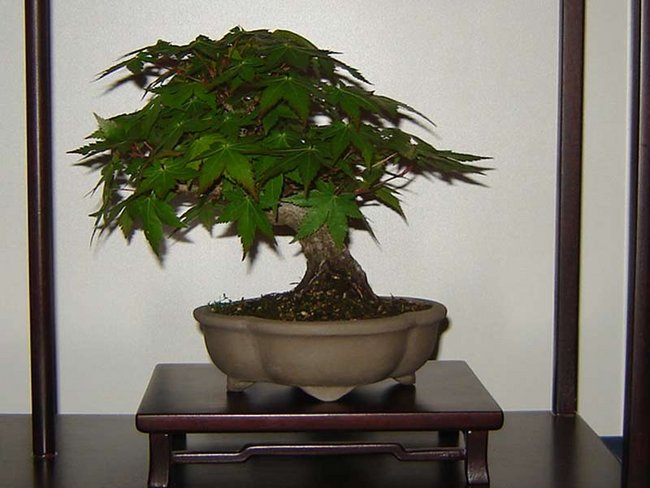 BONSAI